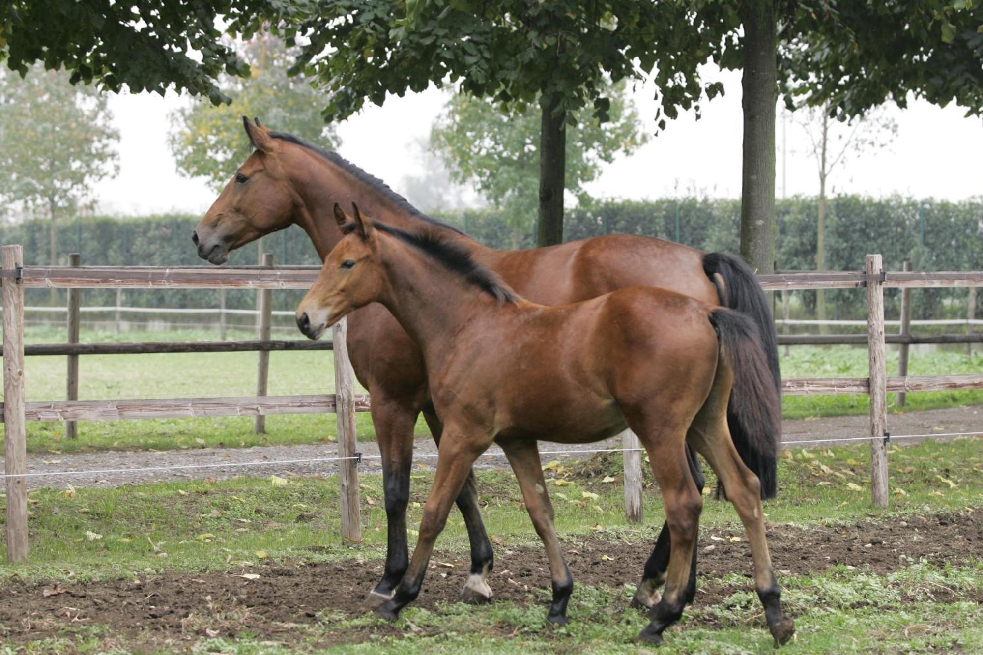 San Giacomo Horses & Agriturismo Arluno Екстериор снимка