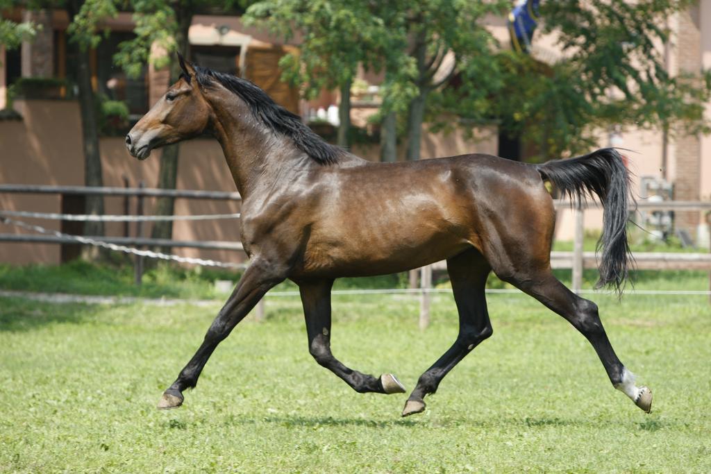 San Giacomo Horses & Agriturismo Arluno Екстериор снимка