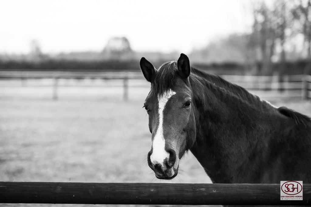 San Giacomo Horses & Agriturismo Arluno Екстериор снимка
