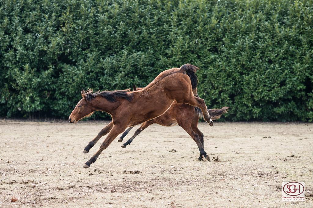 San Giacomo Horses & Agriturismo Arluno Екстериор снимка