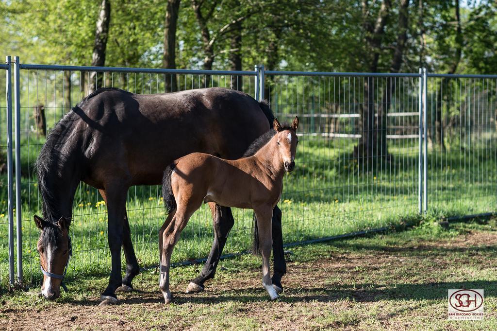 San Giacomo Horses & Agriturismo Arluno Екстериор снимка