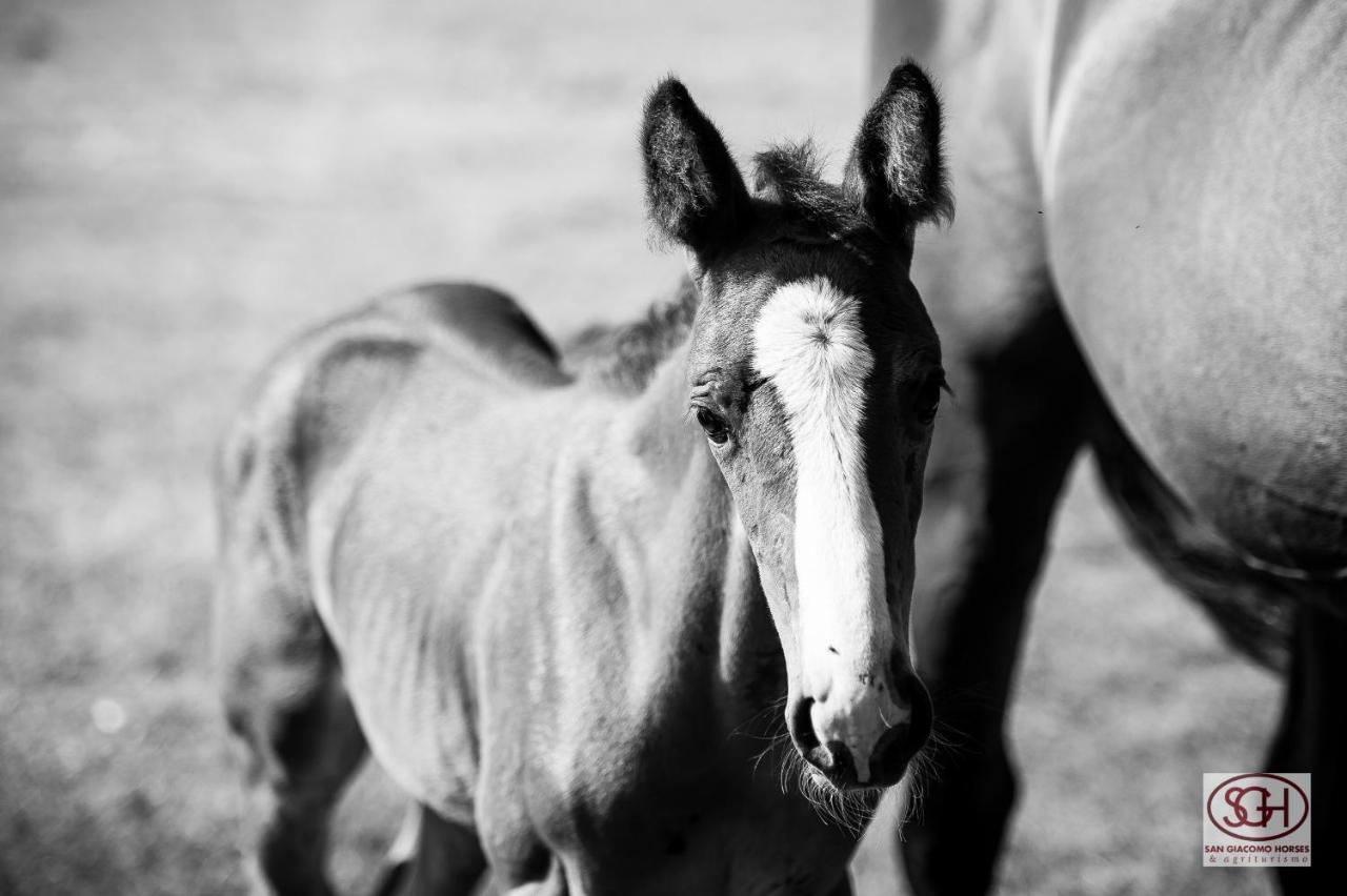 San Giacomo Horses & Agriturismo Arluno Екстериор снимка